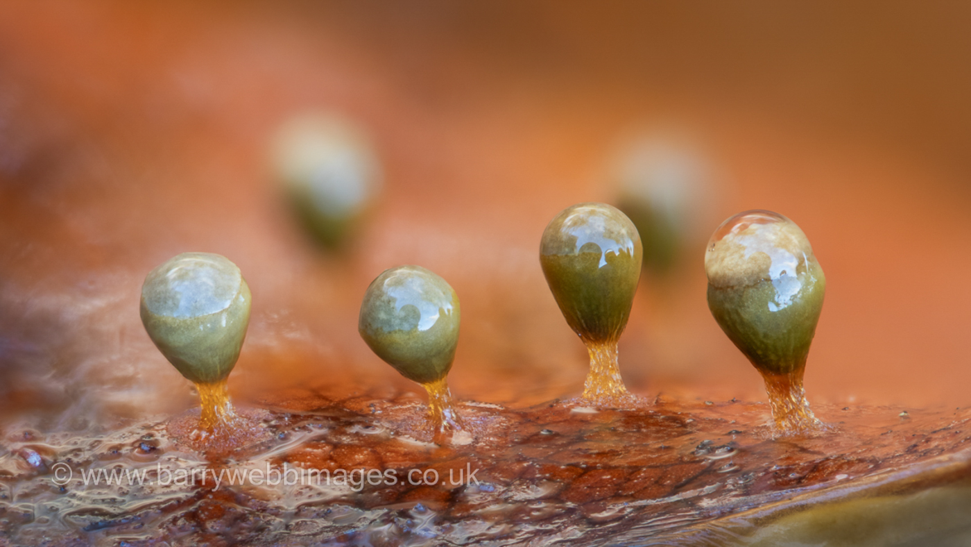 Photo © Barry Webb Craterium minutum by Barry Webb